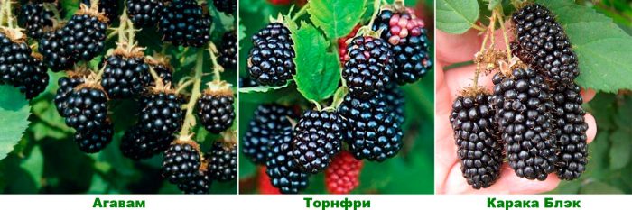 mga blackberry varieties