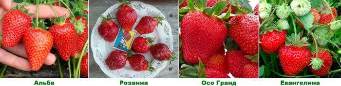 Jordbærvarianter