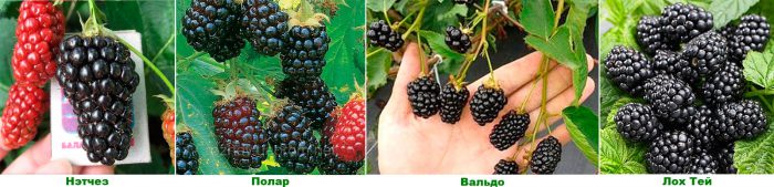 พันธุ์ blackberry