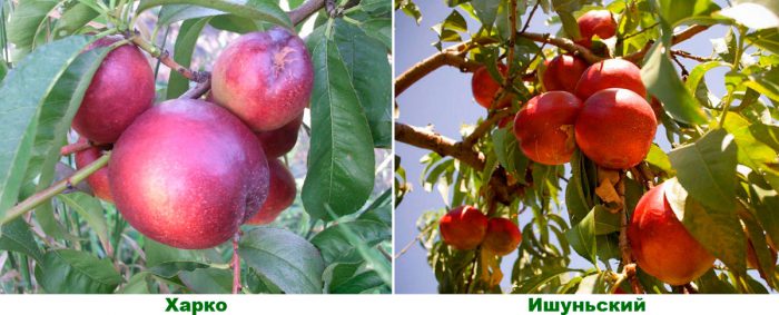 Mga varieties ng mid-season