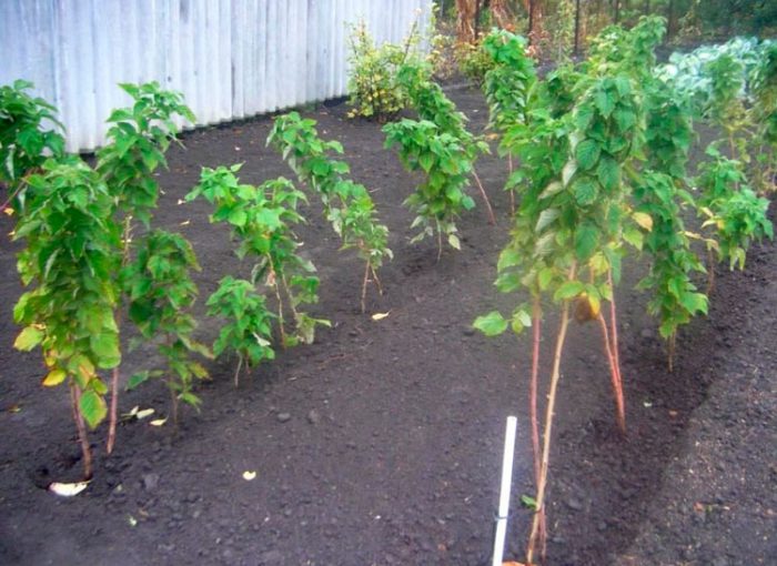 Plantar frambuesas en campo abierto.