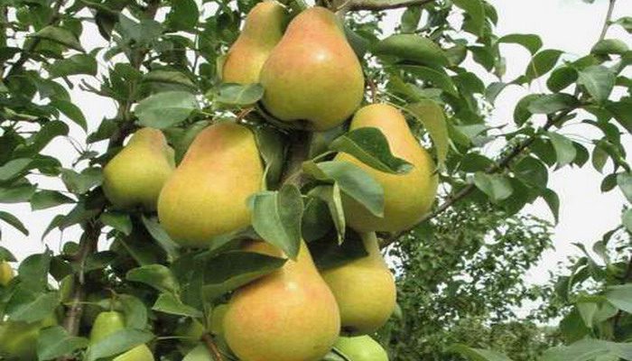Pear varieties for the Moscow region