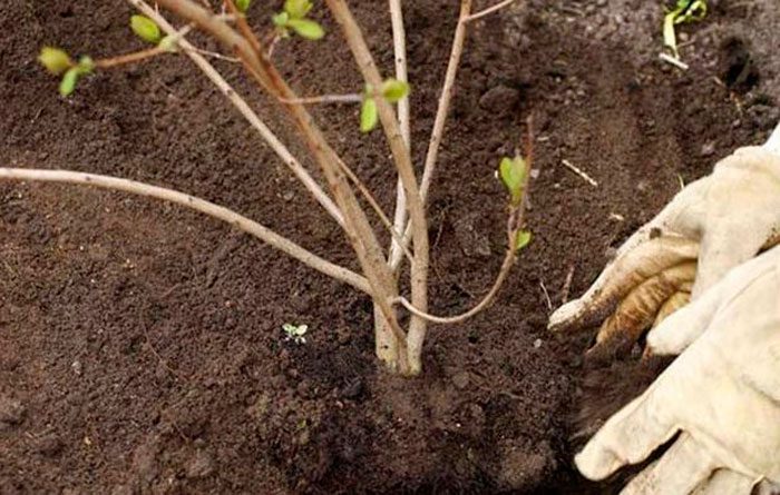 Plantando viburnum em terreno aberto