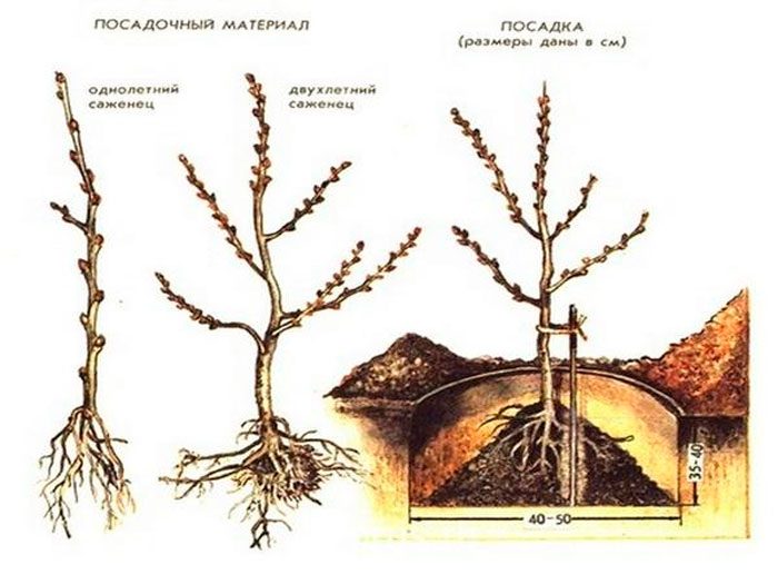 Sanddorn in offenen Boden pflanzen