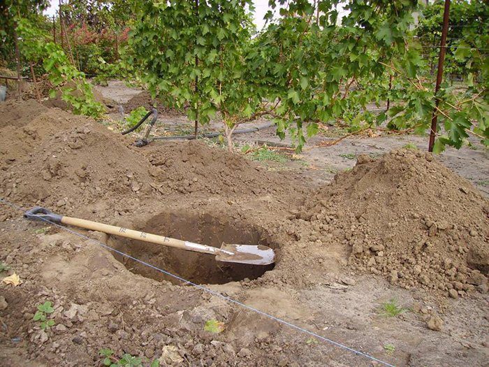 Planting pears in autumn