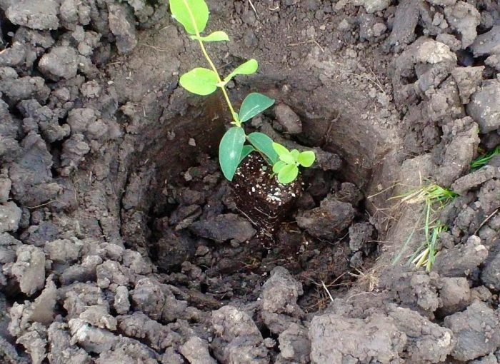 Cách trồng cây kim ngân