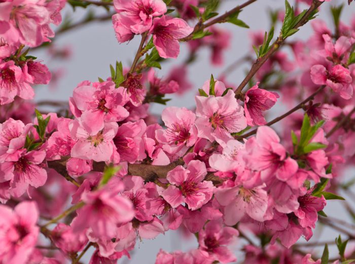 Cures de nectarina primaveral