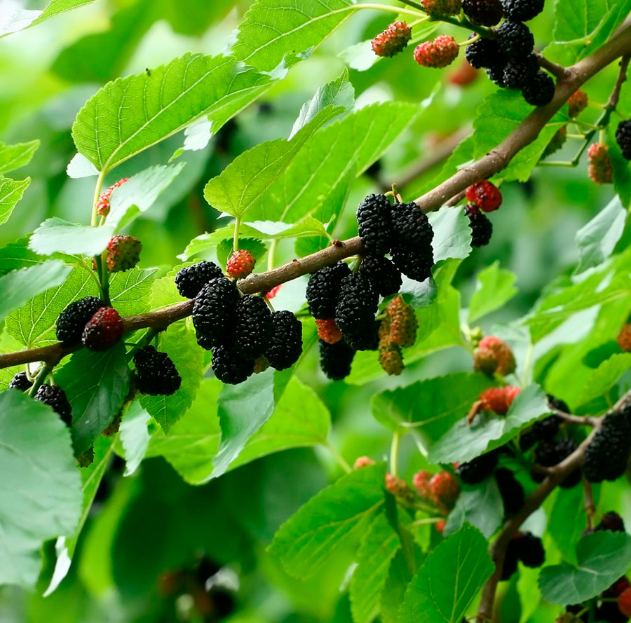 Mulberry: dyrking og stell, planting og beskjæring, arter og varianter ...