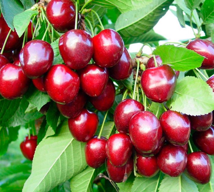 Matamis na Cherry