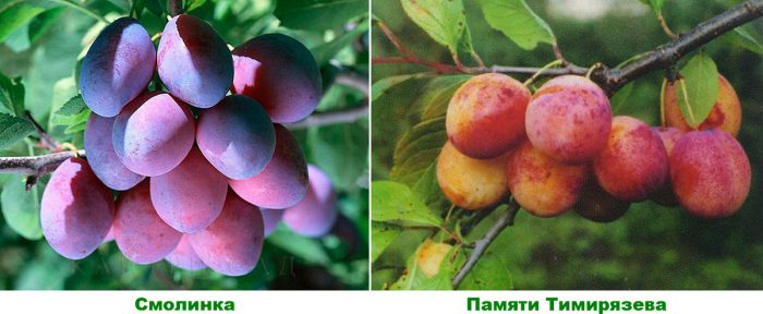 Mga uri ng plum para sa rehiyon ng Moscow