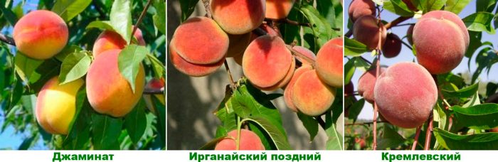 Späte Pfirsichsorten