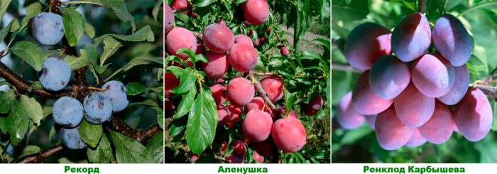 Maagang mga varieties ng plum