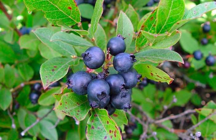 Ang blueberry ng Angustifolia