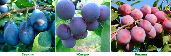 Variétés de prunes tardives