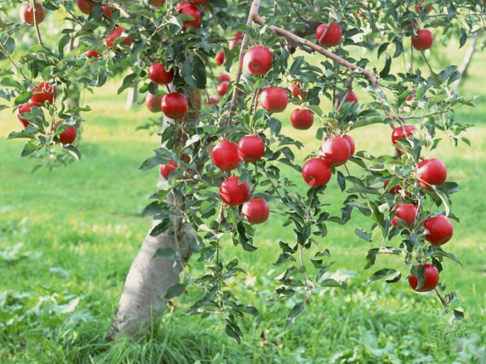 Cüce elma ağaçları