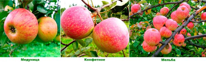 Variétés de pommes pour la région de Moscou
