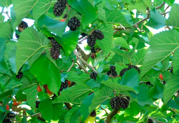 Musta Mulberry (Morus nigra)