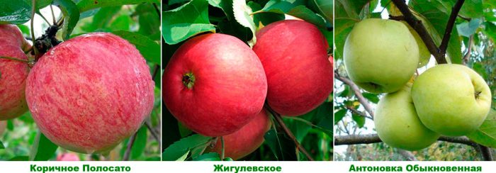 Сортове ябълково дърво за района на Москва