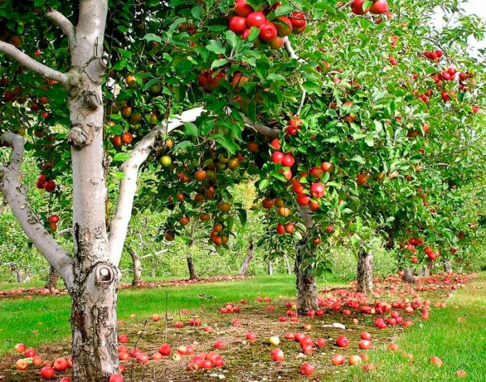 Ciri-ciri pokok epal