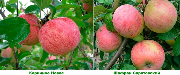 Gjennomsnittlige varianter av epletrær