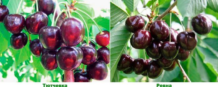 Mga varieties ng Cherry para sa rehiyon ng Moscow