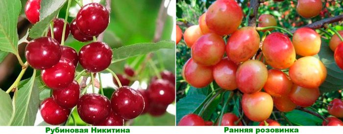Maagang mga varieties ng mga cherry