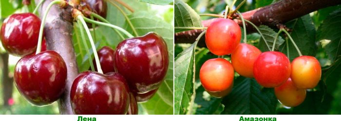 Late varieties ng mga cherry