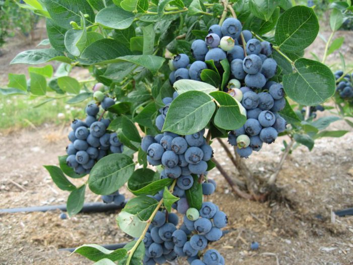 Recursos de blueberry