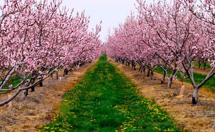 Pfirsichpflege im Frühling
