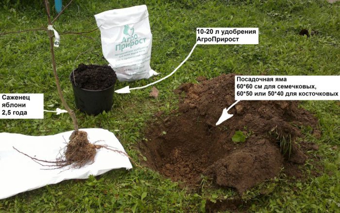 Planter un pommier en pleine terre