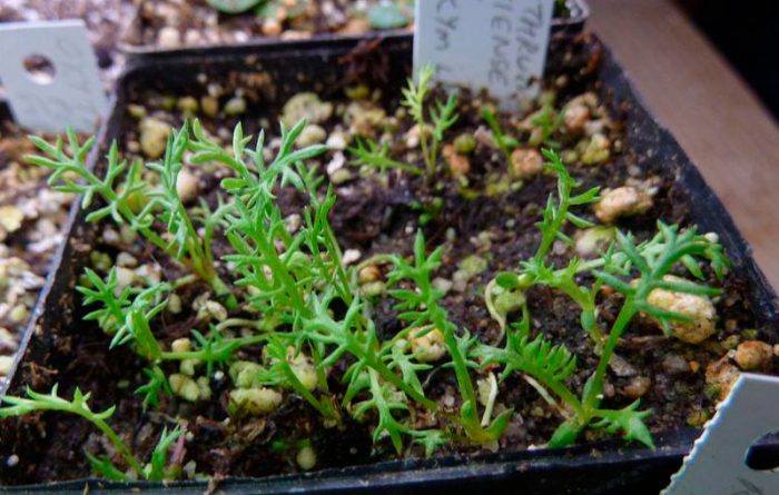 تزايد نبات بيريثروم من البذور