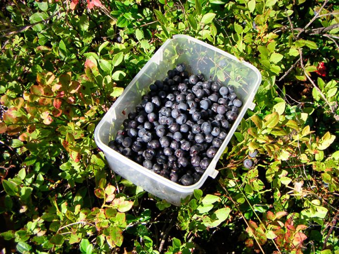 Pemilihan dan penyimpanan Blueberry