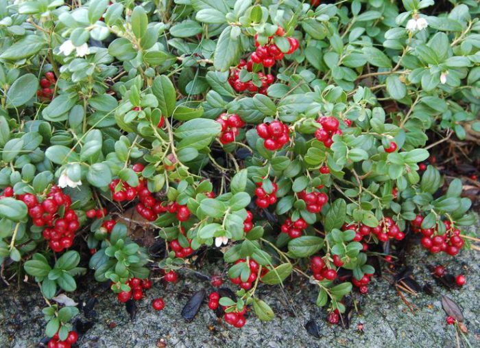 Lingonberry zorg