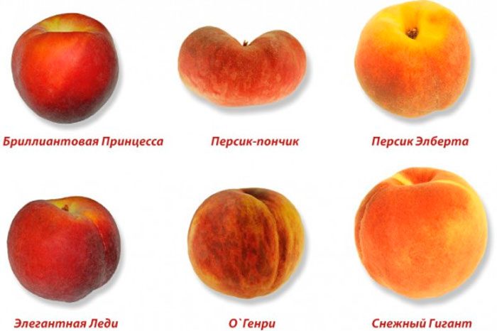 Mga uri ng peach na may paglalarawan