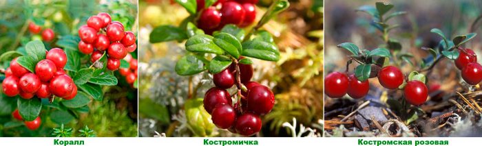Tipus i varietats de lingonberry