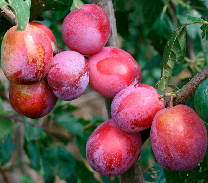 Soin des prunes en automne