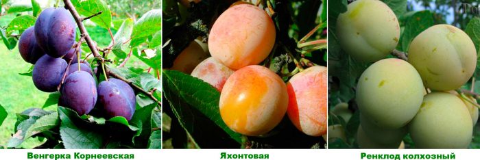 Variétés de prunes pour la région de Moscou