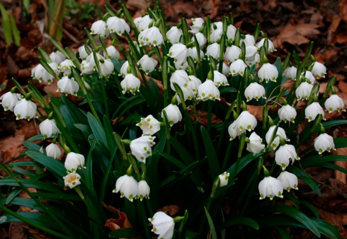 Pavasara balts zieds