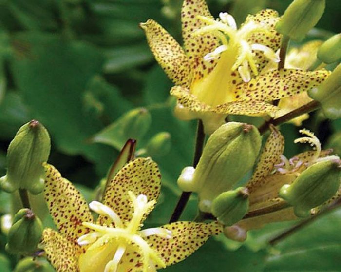Tricyrtis a gambe lunghe
