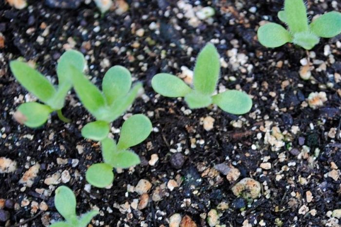 Arctotis in crescita dai semi