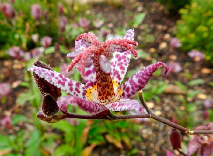 Planting tricyrtis in the open field