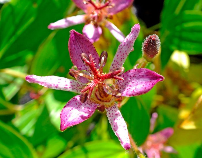 Caring for tricirtis in the garden