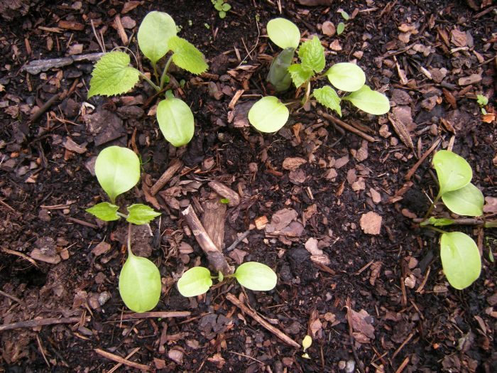 Како посадити у отворено тло