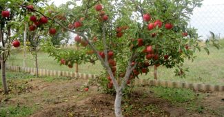 Dværg æble træ