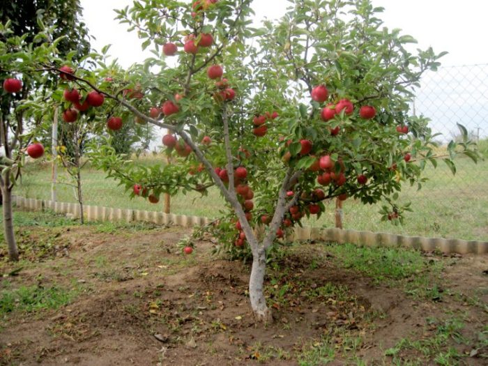 شجرة التفاح القزم