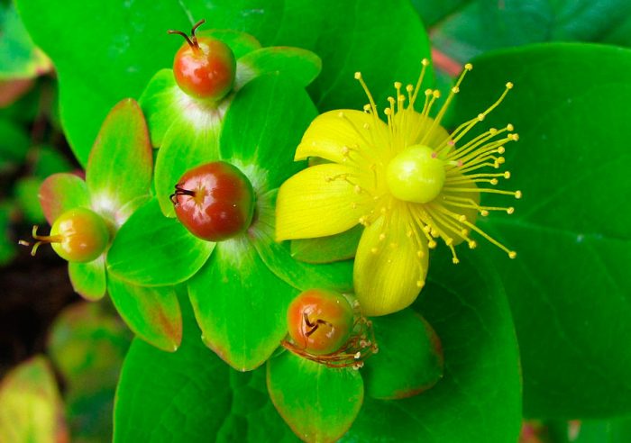 نبتة سانت جون (Hypericum androsaemum) ، أو نبتة سانت جون
