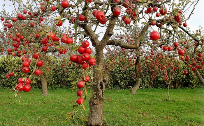 Dwerg appelboom