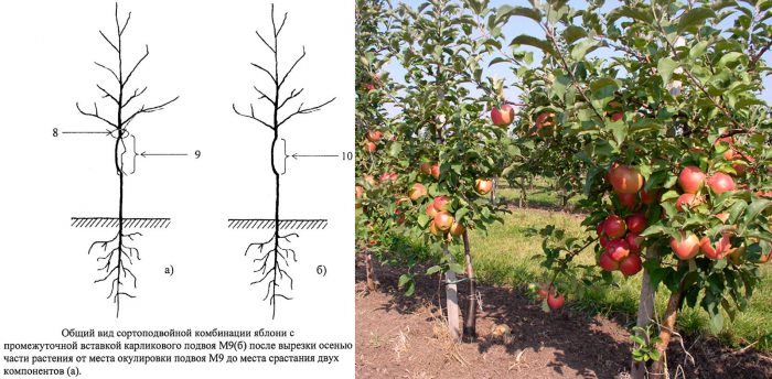 Reproducción de manzanos enanos mediante inserto intercalario