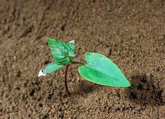Uzgoj bindweed iz sjemena