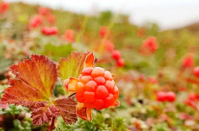 Caring for cloudberries in the garden